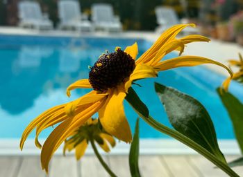 Close-up of sunflower