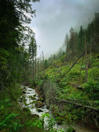 Scenic view of stream amidst trees in forest against sky