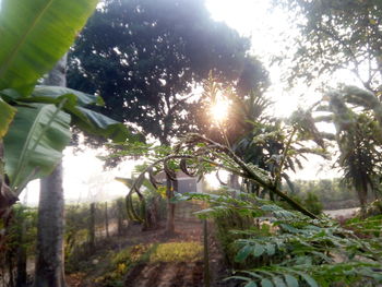 Trees in sunlight