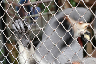 Full frame shot of chainlink fence