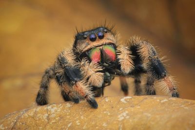 Close-up of spider on rock