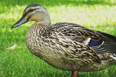 Bird on grassy field