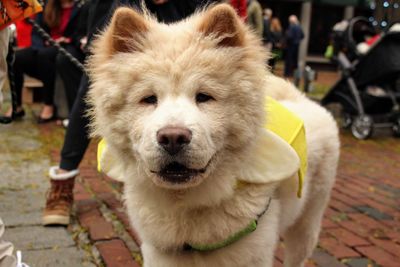 Close-up portrait of dog on street in city