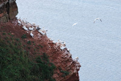 High angle view of birds at beach