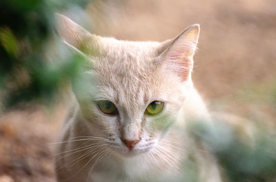 Close-up portrait of cat