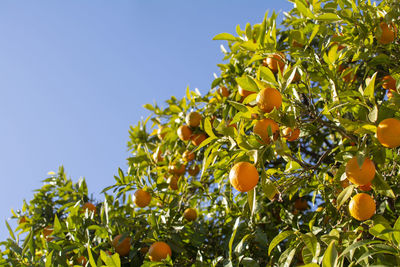 Low angle view of orange fruits growing on tree