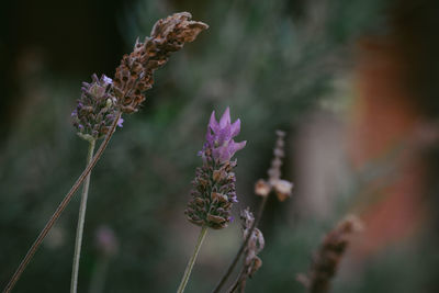 Close-up of purple flowering plant