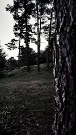 Trees growing on field