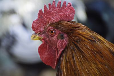 Close-up of rooster