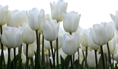 Close-up of white tulips blooming outdoors