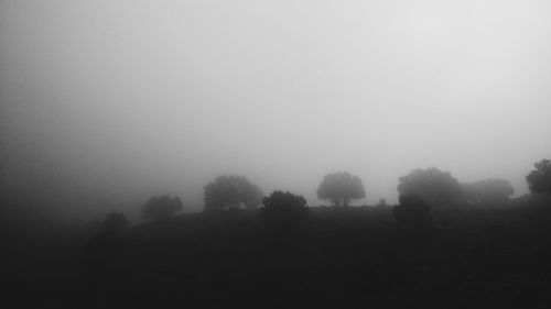 Trees in forest during foggy weather