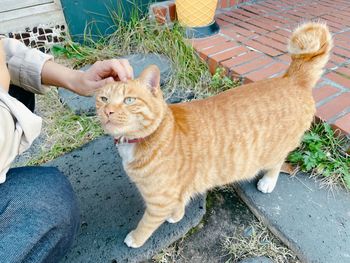 High angle view of cat on hand