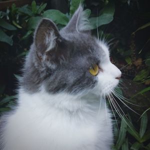 Close-up of cat looking away