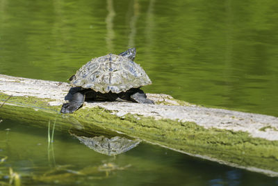 Red eared slider on fallen tree in pond