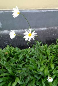 Close-up of flowers blooming outdoors