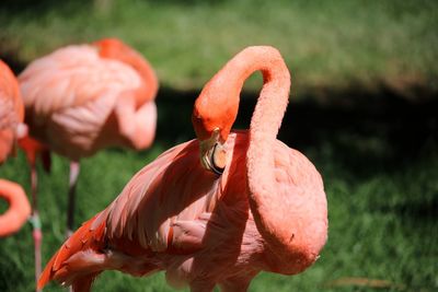 Close-up of a flamingo bird on field