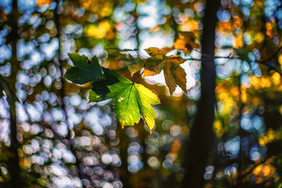 Close-up of maple leaves on branch