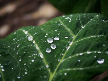 Close-up of raindrops on leaves