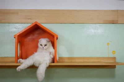 Close-up of white cat