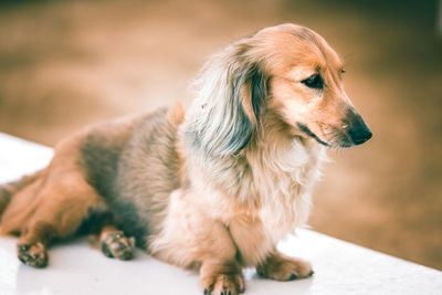 Close-up of dog sitting