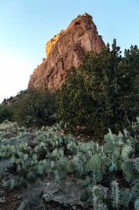 High angle view of cactus growing on field