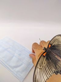 Close-up of butterfly on book