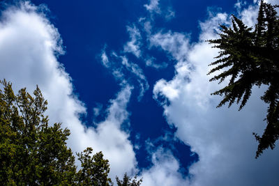 Low angle view of trees against blue sky