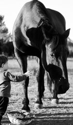 Boy standing by horse on field