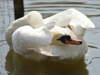 Swan in calm water