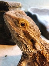 Close-up of a lizard