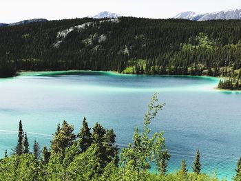 Scenic view of pine trees by lake against sky