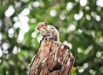 Close-up of squirrel on tree stump