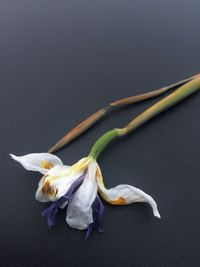 Close-up of flower against blurred background