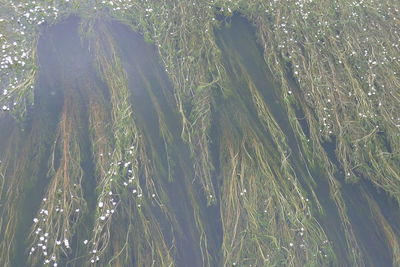 High angle view of trees by sea