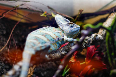 Close-up side view of a reptile on field