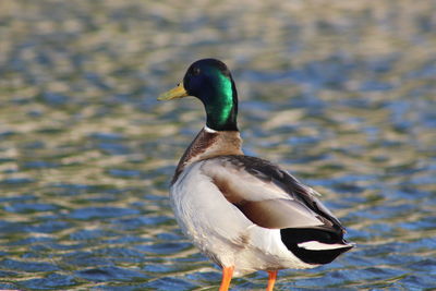 Close-up of duck swimming in lake