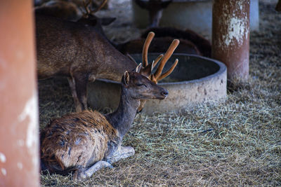 Deer in a field