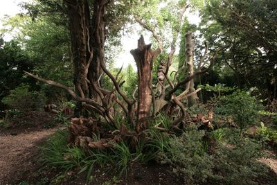 Trees and plants in forest