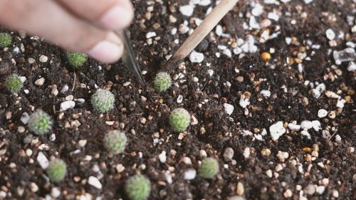 Close-up of hands holding plants