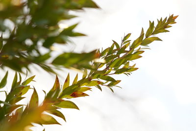 Low angle view of leaves against sky