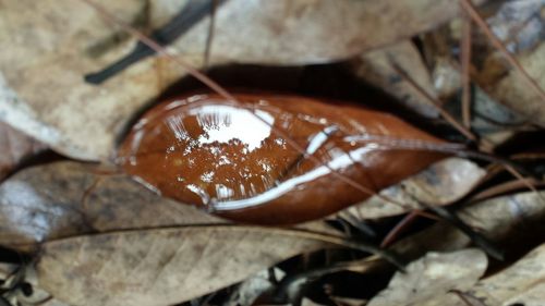 Close-up of fresh leaf