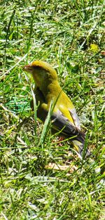 Close-up of bird perching on grass