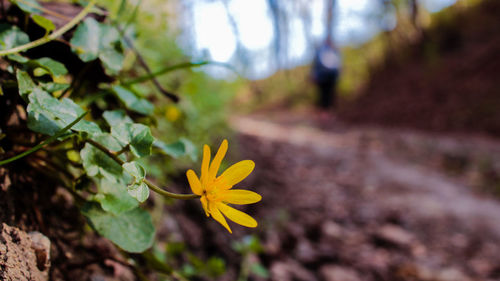 Close-up of yellow flowering plant