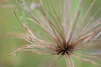 Close-up of plant growing outdoors