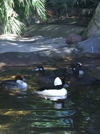 High angle view of ducks swimming in water