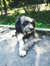 Portrait of dog on grass