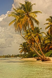 Palm tree by sea against sky