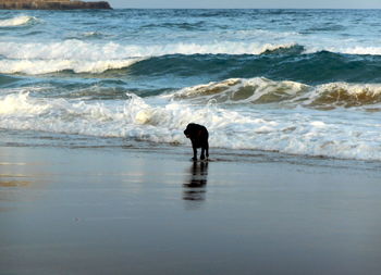 Rear view of man standing on beach