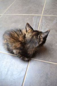 Cat looking away