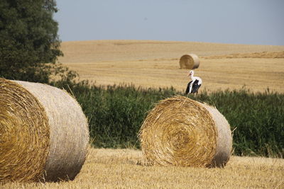 White stork sitting on a hay bale in wheat field